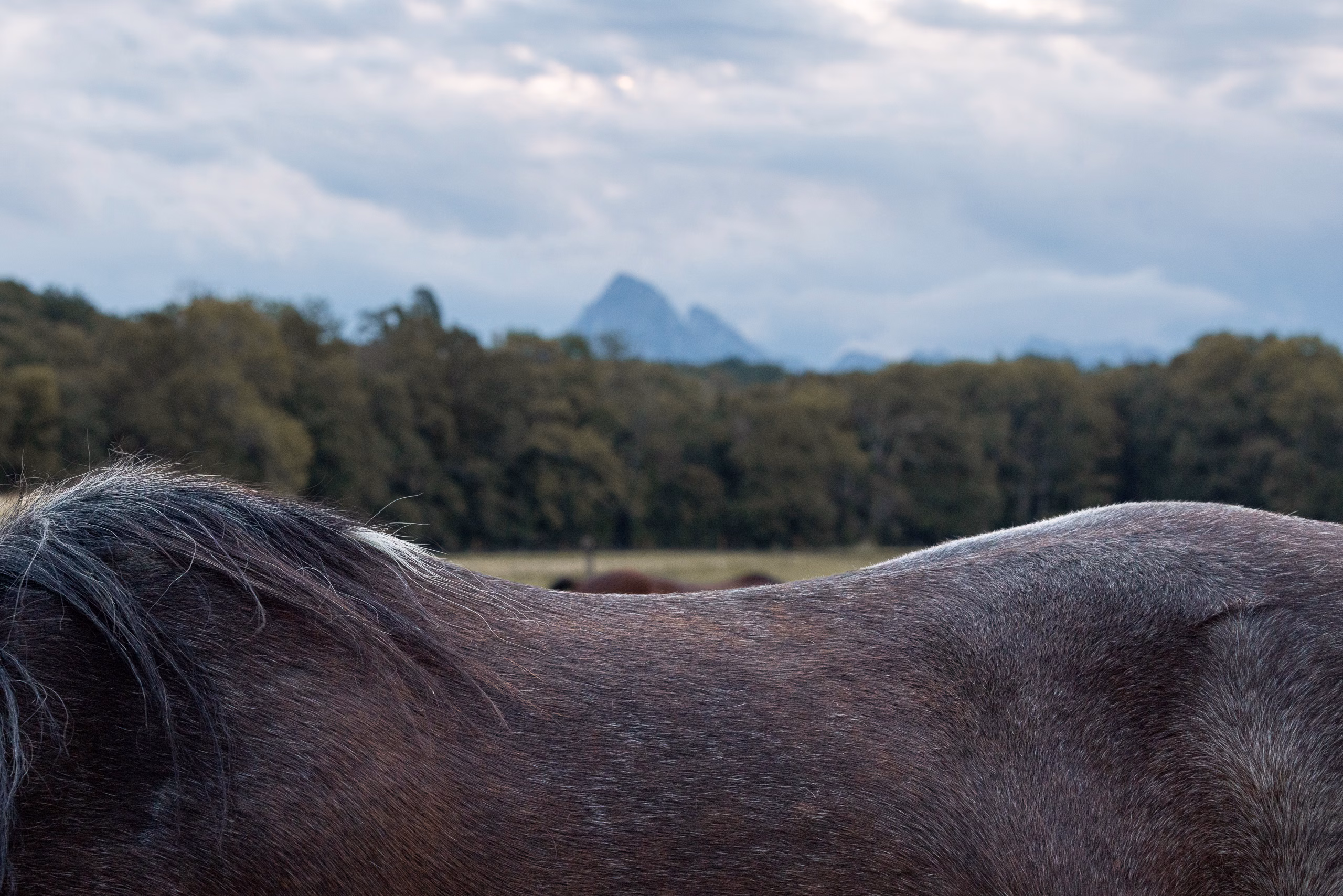 Gros plan sur le dos et la crinière d'un cheval gris foncé, avec une forêt et un sommet de montagne au loin.