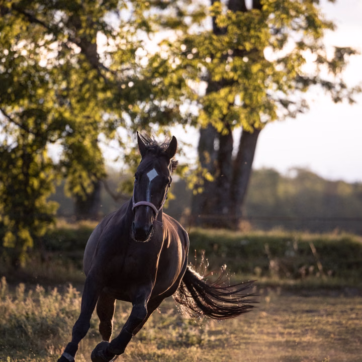 Un cheval foncé au licol galope vers l'objectif dans le pré, la crinière au vent, sous des arbres éclairés par le soleil bas.