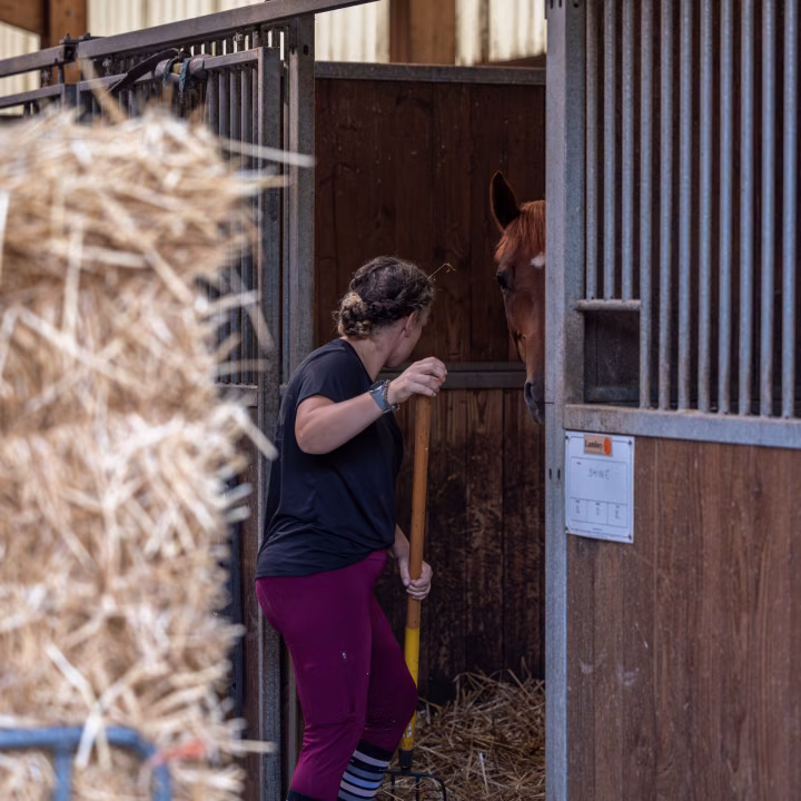 Une femme en legging prune et chaussettes rayées nettoie un box à la fourche, un cheval roux à la porte, paille au sol.