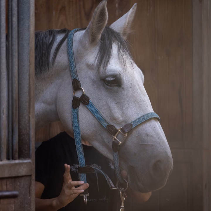 Tête d'un cheval gris au licol bleu à la porte de son box, une personne de face, sans visage, qui tient le licol.