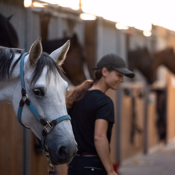 Une femme souriante en casquette tient un cheval gris au licol bleu dans l'allée des box, seaux au sol, lumière dorée.