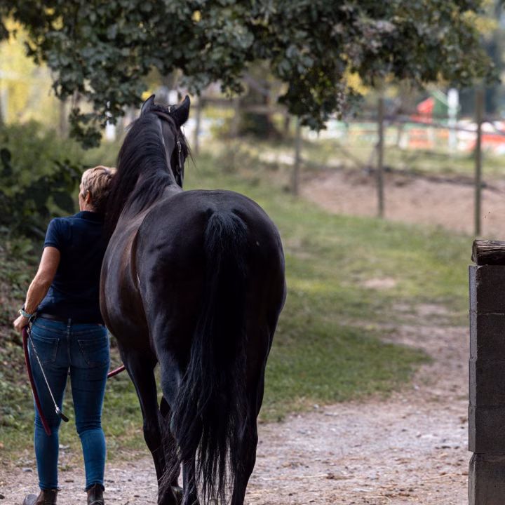 Une femme de dos mène en main un cheval noir sur un chemin de gravier qui descend vers le pré, sous un grand arbre.