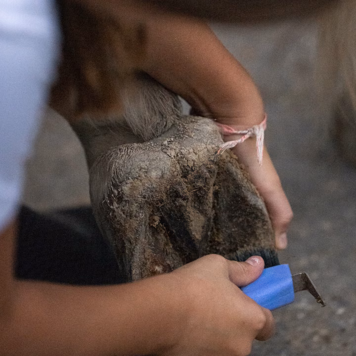 Gros plan sur une main qui nettoie avec un cure-pied bleu le sabot d'un cheval gris, tenu levé par une jeune personne.