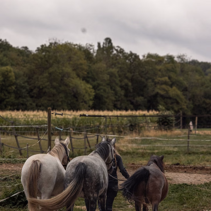 Une personne de dos ramène trois chevaux, un crème, un gris pommelé et un bai, sur le chemin du pré, sous un ciel nuageux.